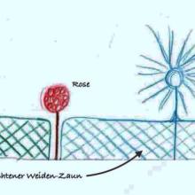 Skizze des neuen lebenden Weiden-Zauns